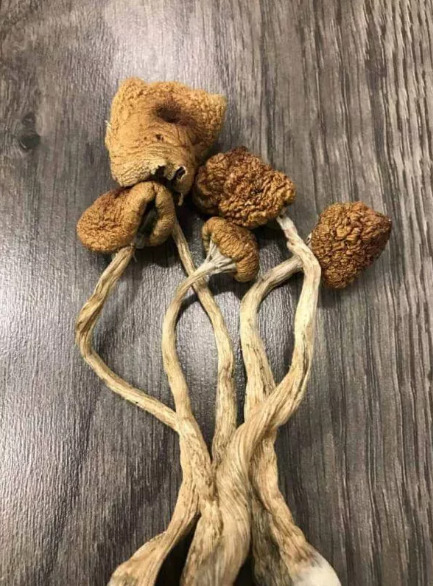 Buy Golden Teacher Mushrooms
