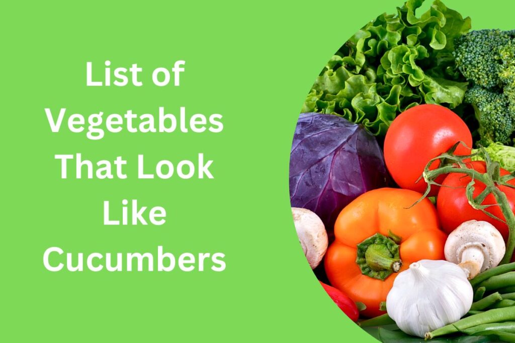 List of Vegetables That Look Like Cucumbers Exploring Nature's Green Gems