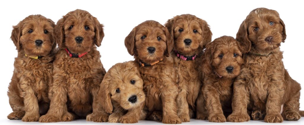 best puppy food for goldendoodles