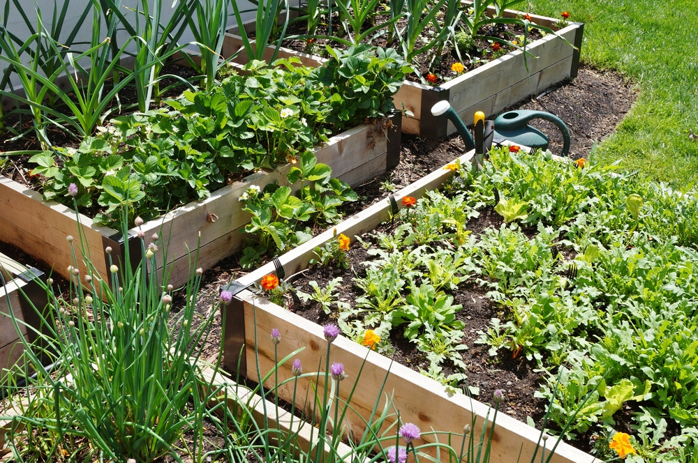 how wide should a garden bed be for a hedge
