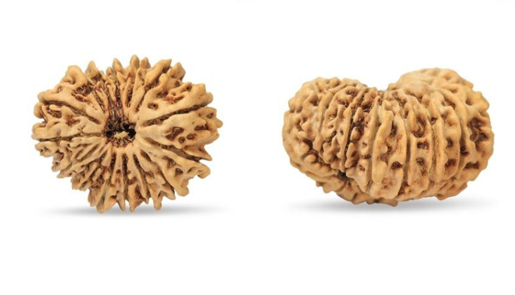 15 Mukhi Rudraksha