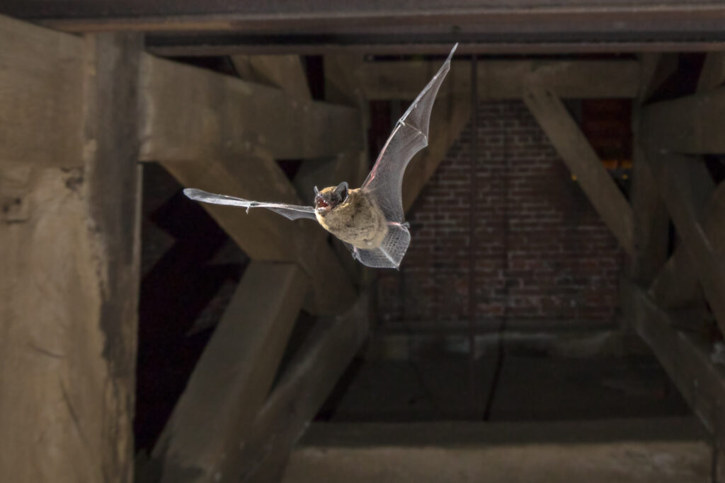 bat removal solutions