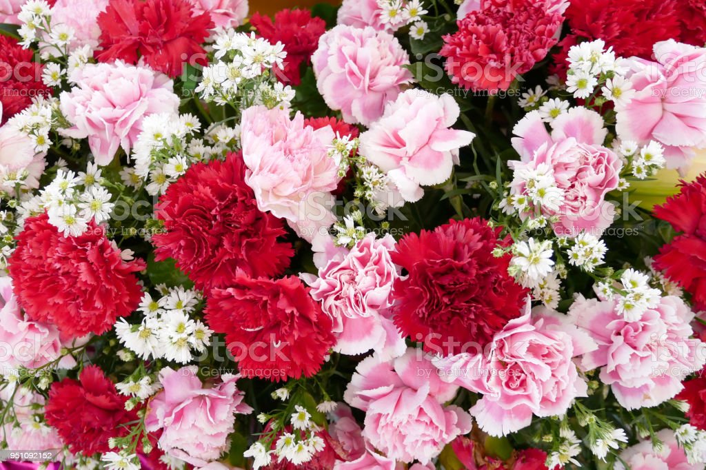 Carnation Cultivation