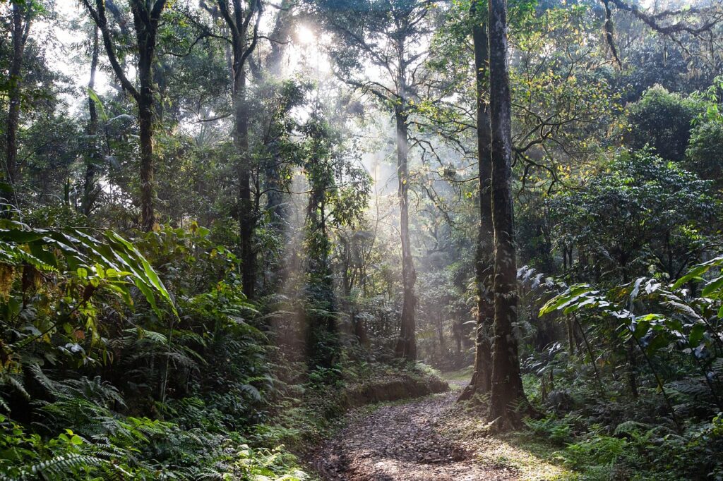 Amazon Rainforest Peru