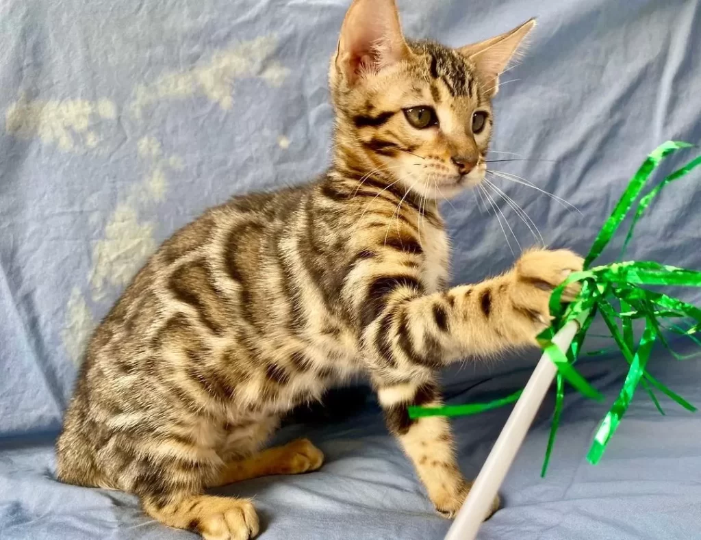 Bengal kittens for sale