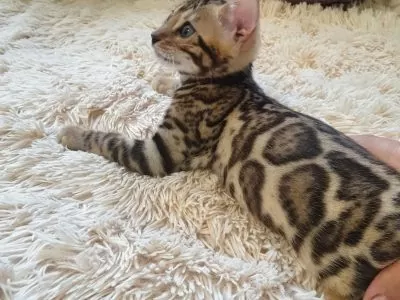 Bengal cat for sale.