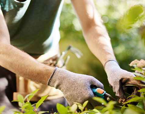 Lawn Care Services