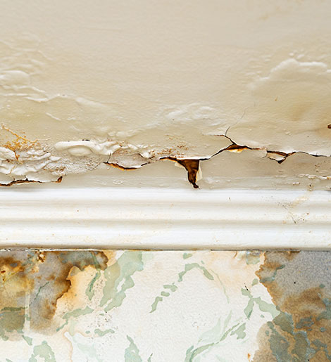 Mold Inspection Service