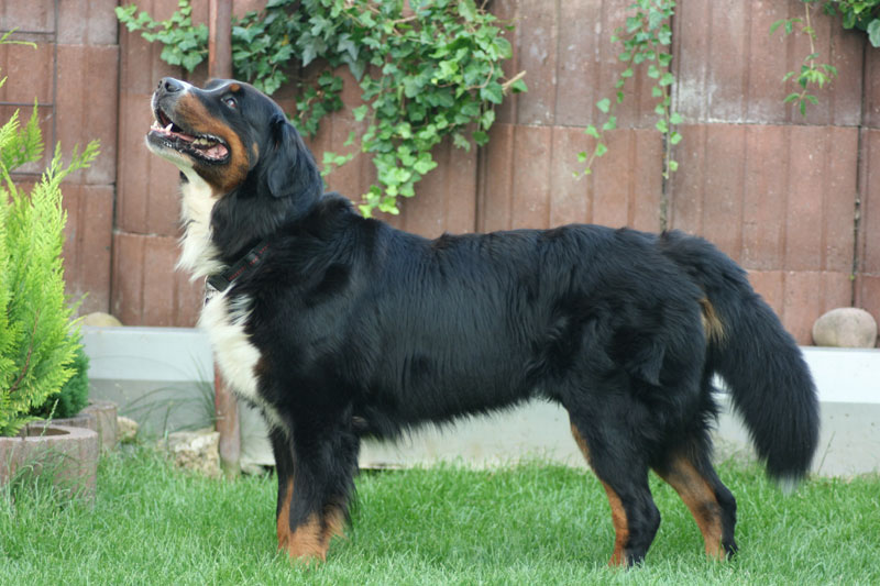 bernese mountain dog