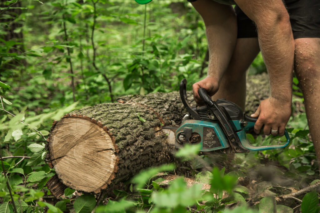 tree removal