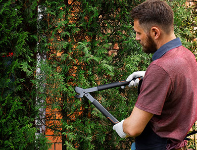 Tree Trimming