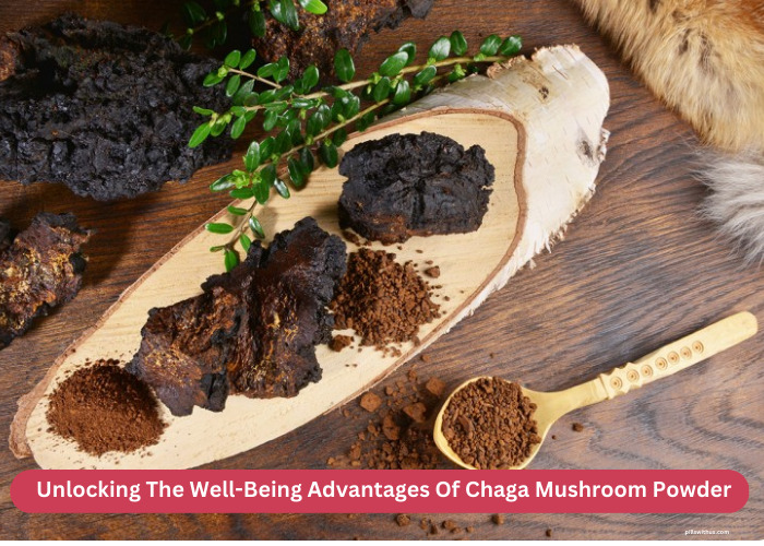 Unlocking The Well-Being Advantages Of Chaga Mushroom Powder