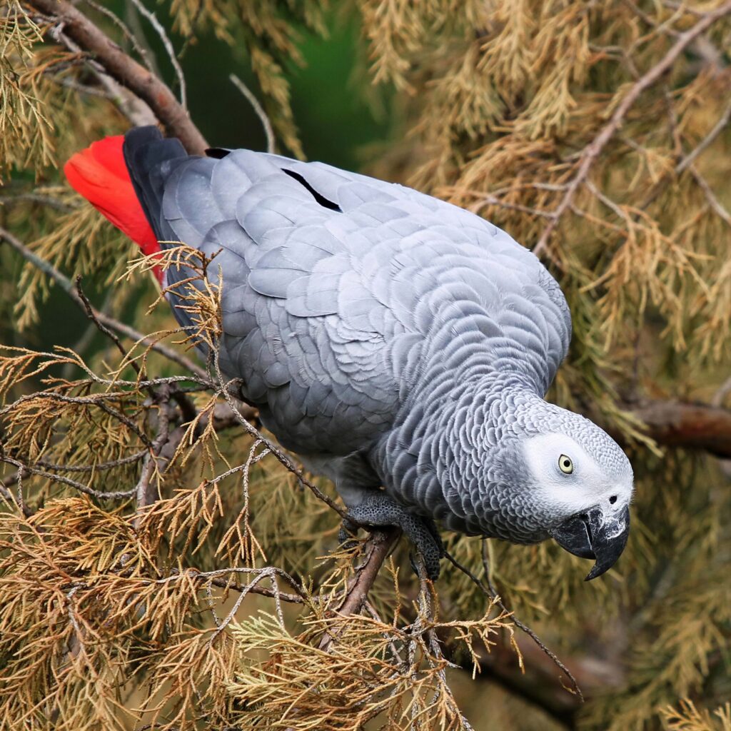 african grey parrot