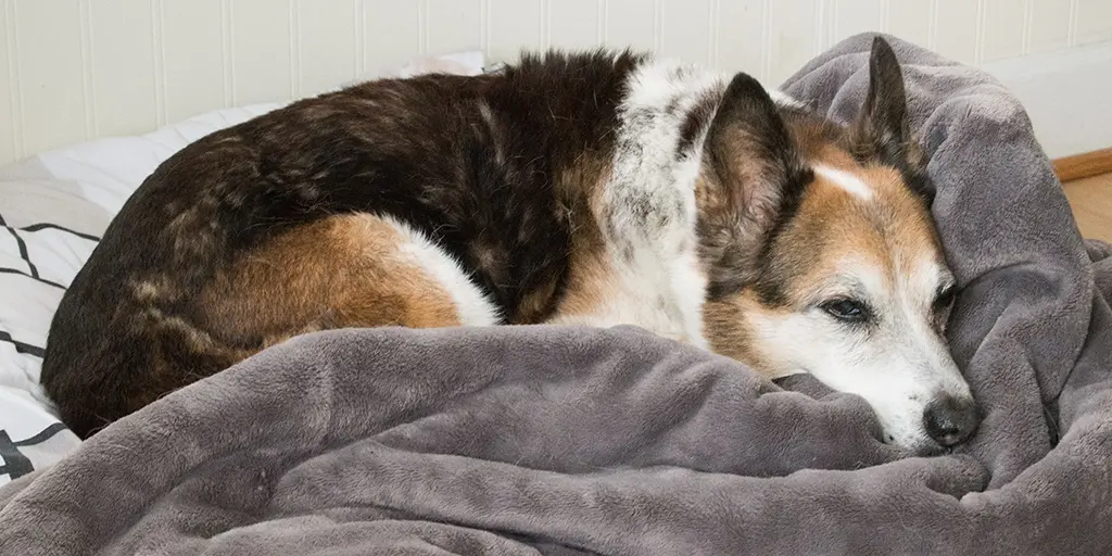 best-dog-accessories
