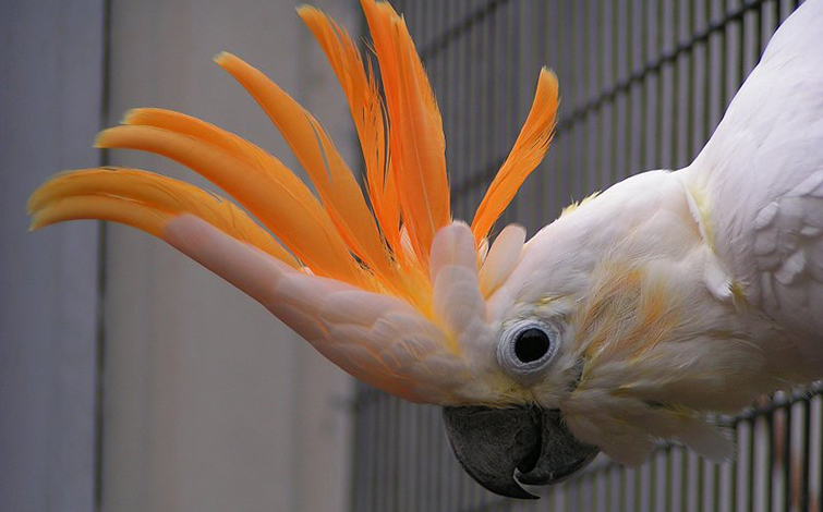 citron-crested-cockatoo