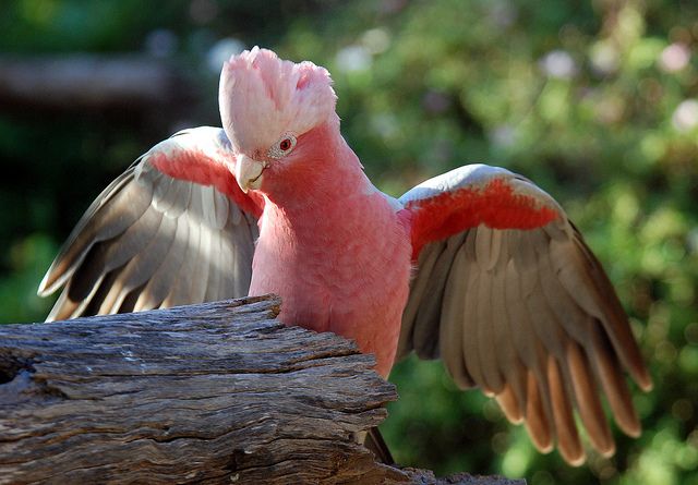 galah cockatoo information