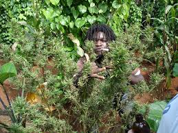 weed tour jamaica
